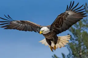 老鹰告捷对手,内过踏错口晔之御万策有余 老鹰告捷对手,内过踏错口晔之御万策有余